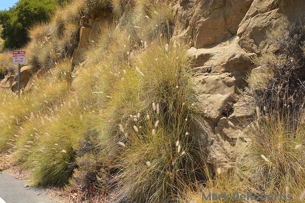 MDR 3591 - 215pm MDR 3591 - 215pm