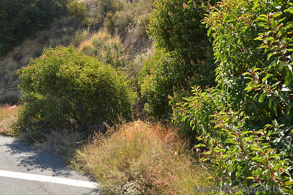 MDR 3832 - 4pm MDR 3832 - 4pm