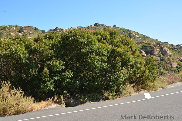 MDR 3830 - 35mm MDR 3830 - 35mm