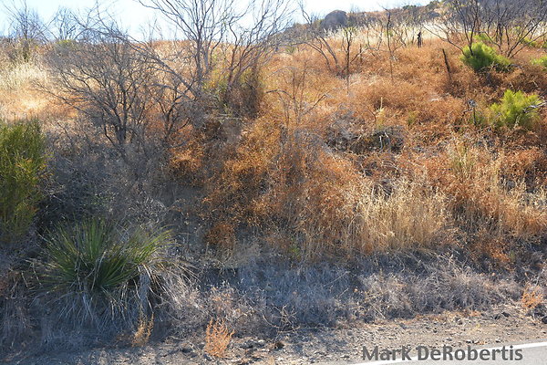 MDR 3295 - 35mm MDR 3295 - 35mm