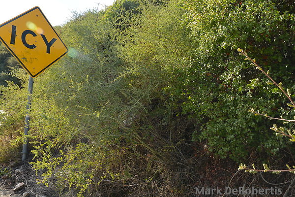 MDR 1967 - 240pm MDR 1967 - 240pm