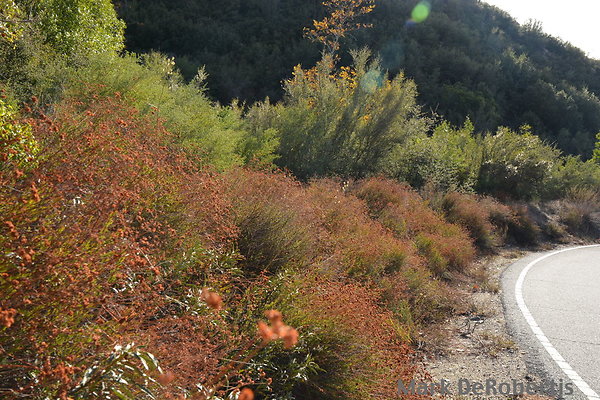 MDR 1871 - 35mm MDR 1871 - 35mm