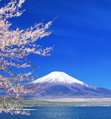 02 Japan Cherry Blossom
