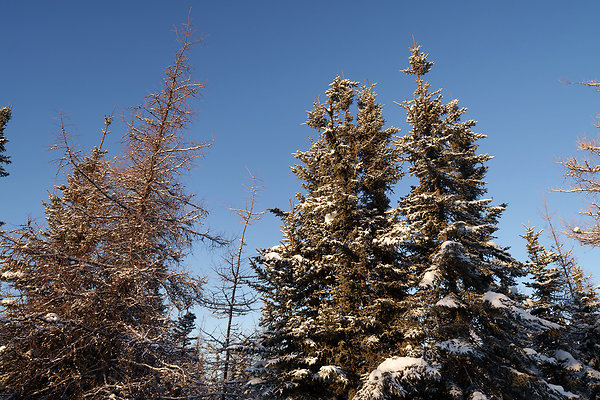 Black Spruce Biking Trail  15