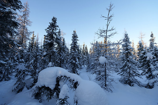 Black Spruce Biking Trail  21