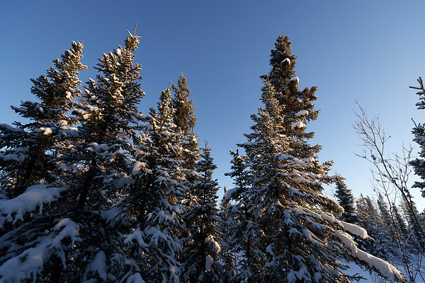 Black Spruce Biking Trail  17