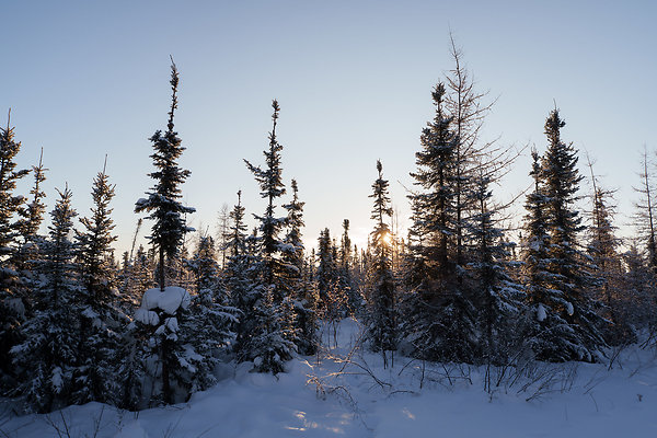 Black Spruce Biking Trail  13