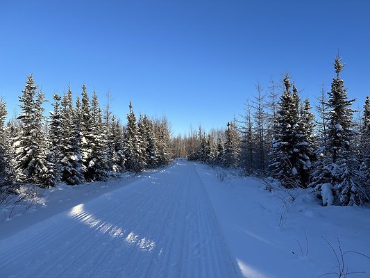 Black Spruce Biking Trail  12