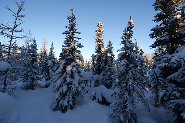 Black Spruce Biking Trail  19