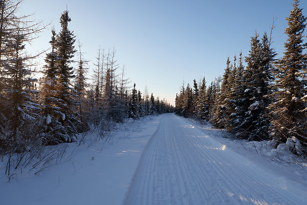 Black Spruce Biking Trail  14