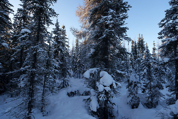 Black Spruce Biking Trail  22