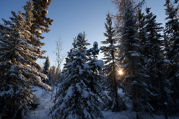 Black Spruce Biking Trail  16