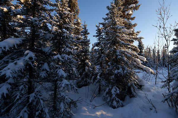 Black Spruce Biking Trail  18