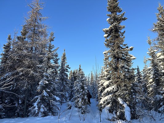 Black Spruce Biking Trail  7