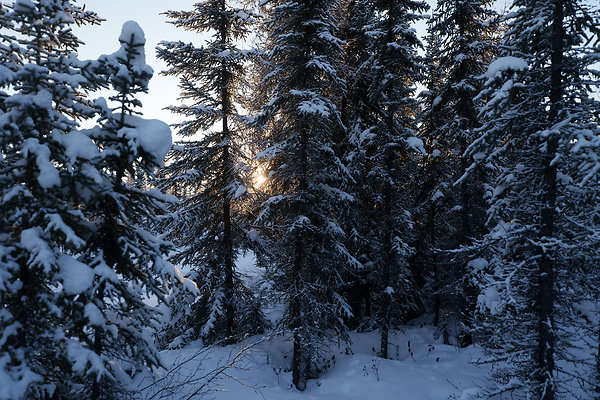 Black Spruce Biking Trail  23
