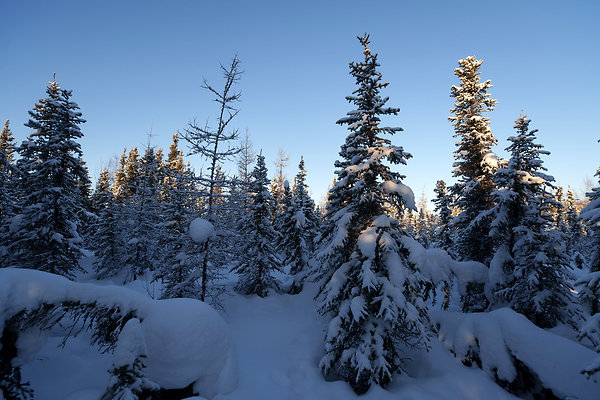 Black Spruce Biking Trail  20