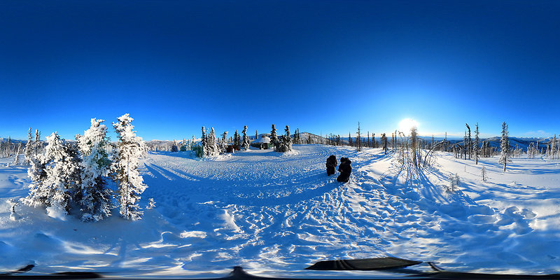 04 Frost Trees